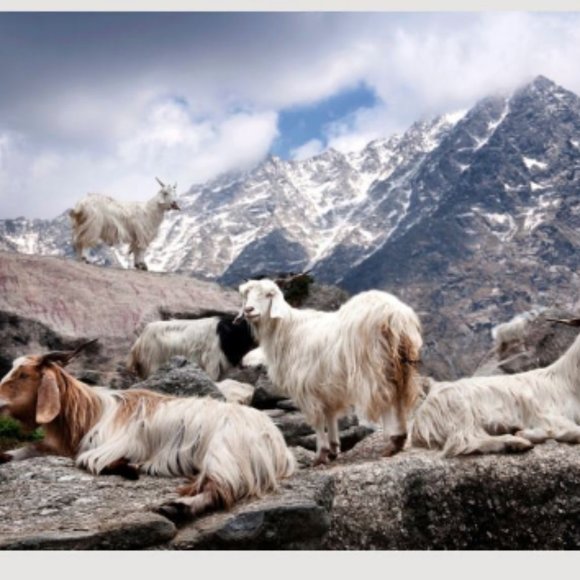 white winter gloves | Best winter gloves | Cashmere wool gloves | Hand gloves - Picture 7 of 9